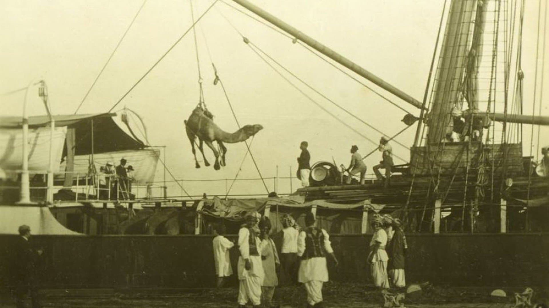 Afghan Cameleer in Australian from 1860-1920